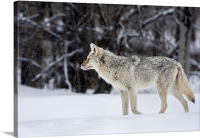 A Coyote Stands In A Light Snowfall, Elk Island National Park, Alberta, Canada