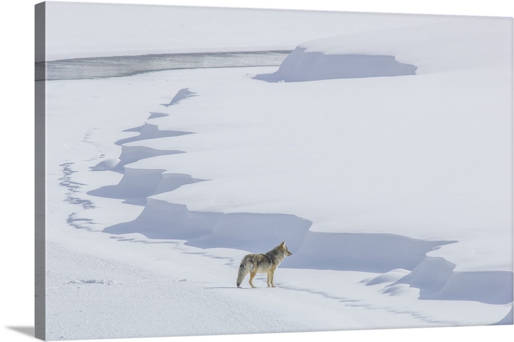 A coyote (Canis latrans) walking on the ice of the Yellowstone River listening for prey under the snowbanks, near Alum Cre...