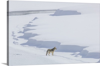 A Coyote Walking On The Ice, Yellowstone National Park, Wyoming