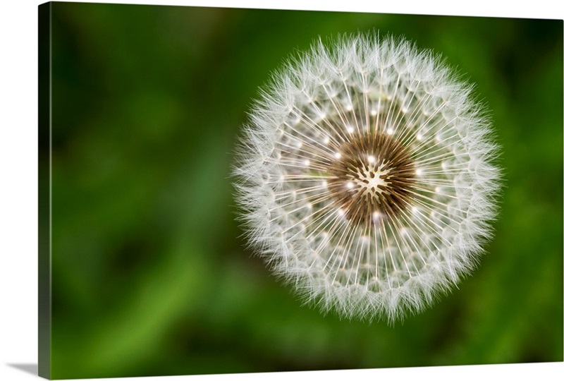 A dandelion fuzzy seeds, Calgary, Alberta, Canada Wall Art, Canvas
