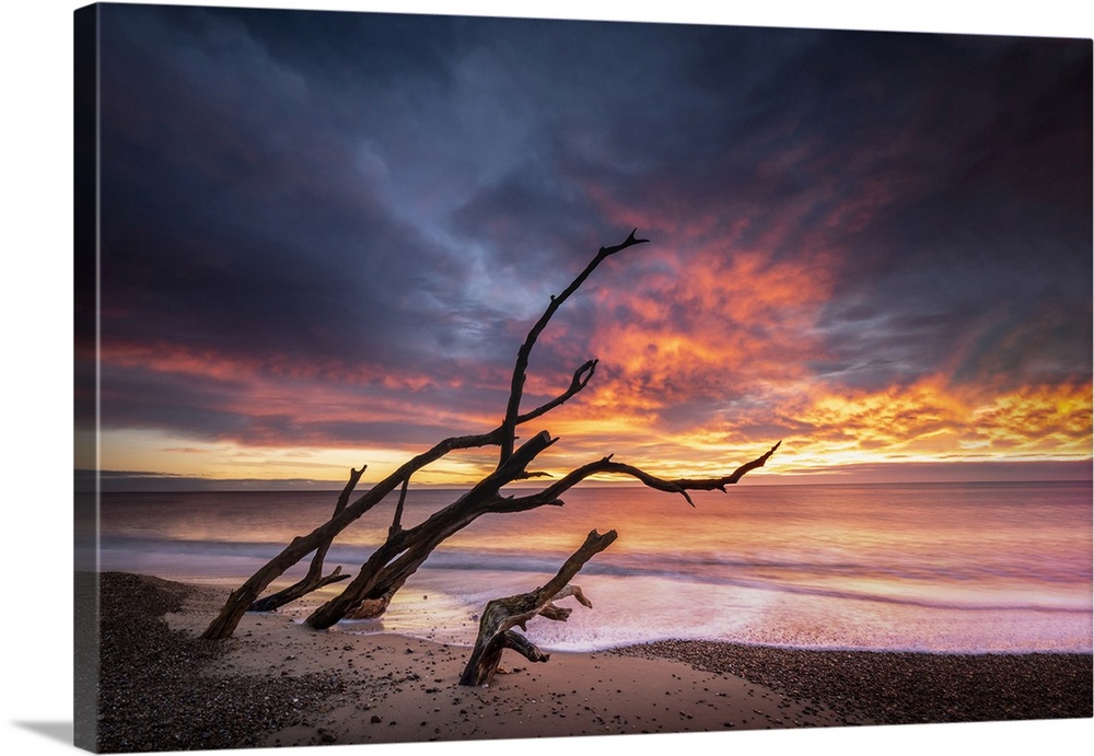 A dead tree looking like its throwing fire on Benacre beach at sunrise.