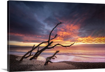 A Dead Tree Looking Like Its Throwing Fire On Benacre Beach At Sunrise