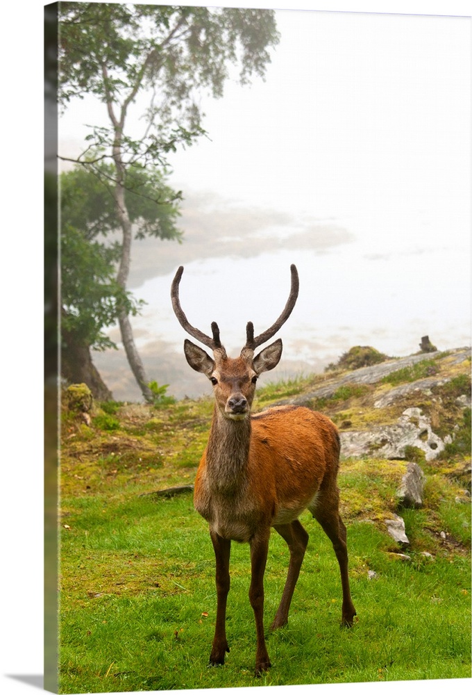 A Deer Stands In A Foggy Meadow, Argyll, Scotland