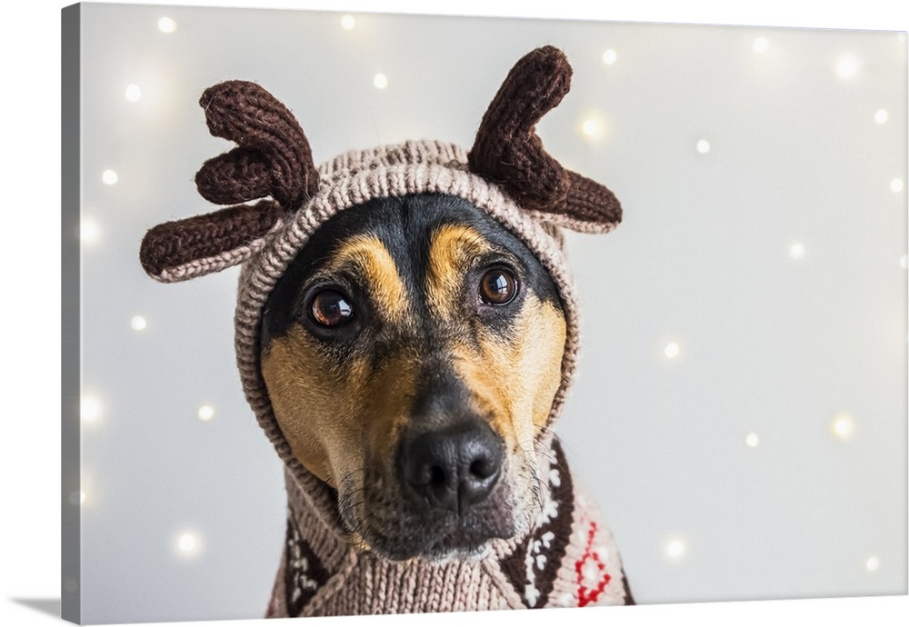 reindeer hoodie for dogs