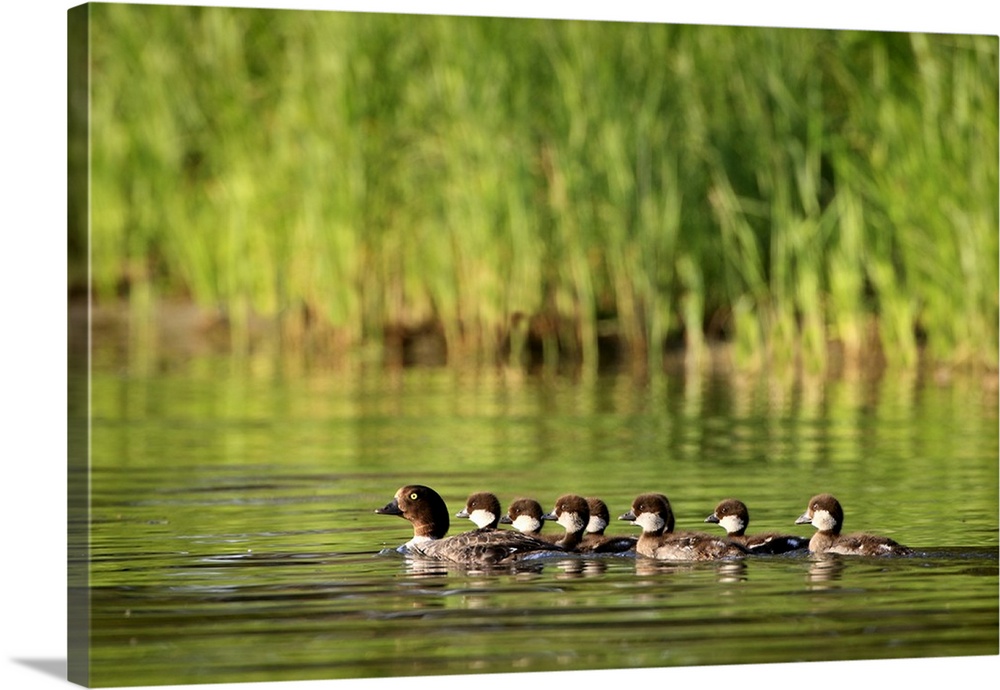 A Family Of Ducks Swimming