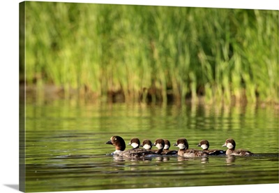 A Family Of Ducks Swimming