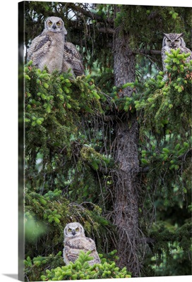 A family of Great Horned Owls (Bubo virginianus) sit in a tree, Saskatchewan, Canada