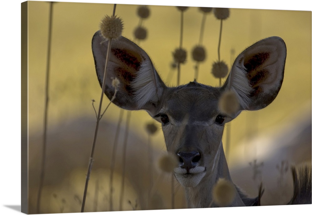 A female antelope makes eye contact with the camera.
