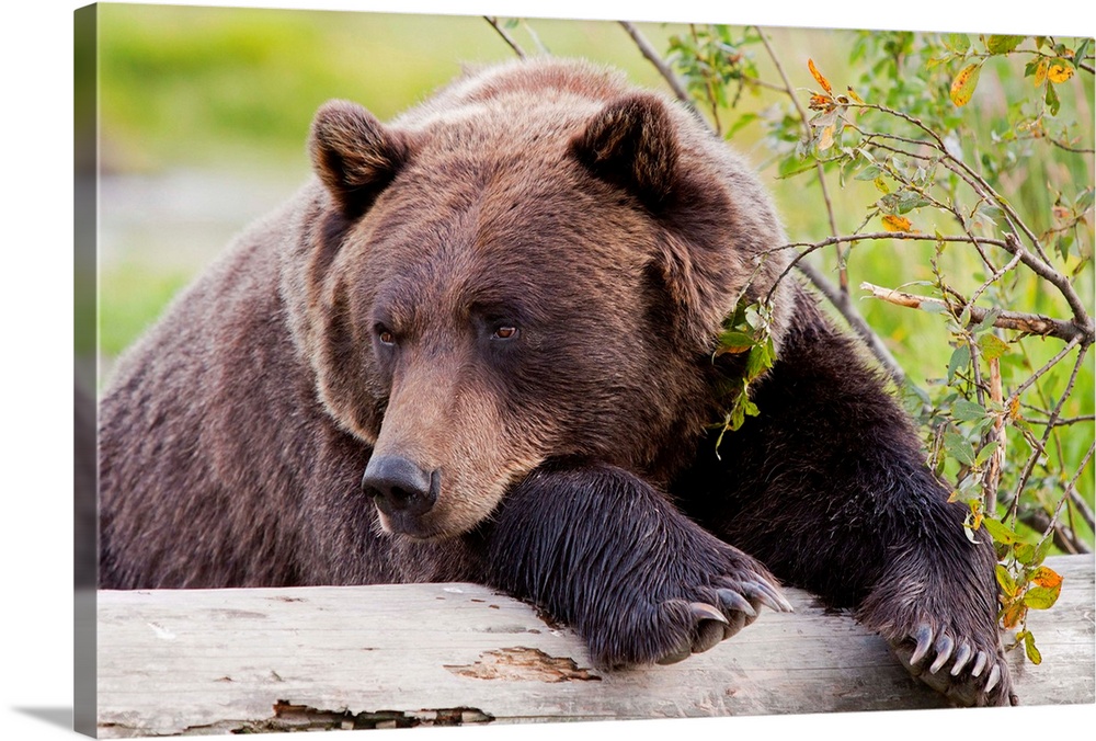 A female Brown bear lays draped over a log at AWCC near Portage, Alaska. Summer. Captive.