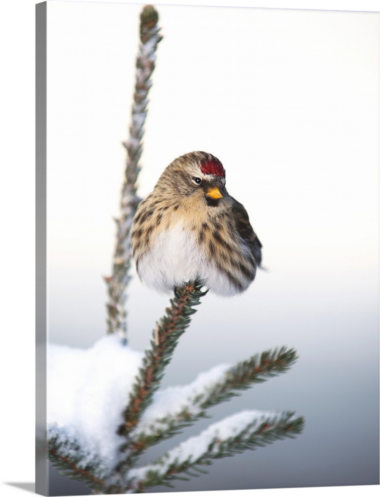 A female Common Redpoll (Carduelis flammea) perches on a snowy spruce tree on a cold day in Interior, Alaska.