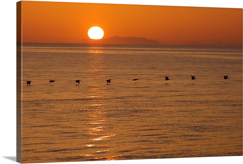 A flock of brown pelicans flying low over water at sunset.