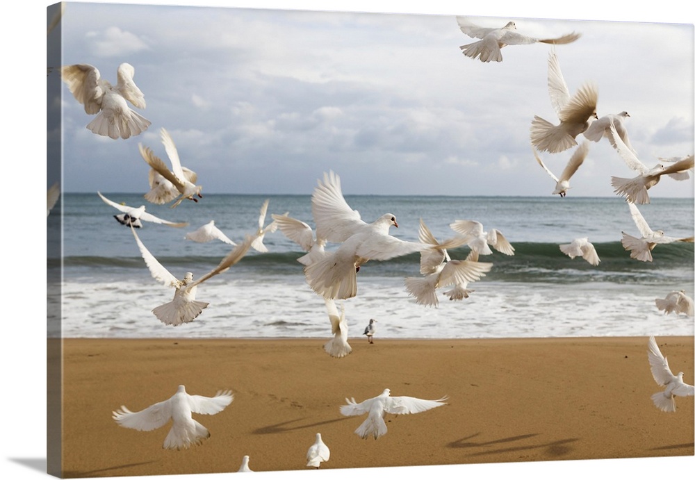 A flock of white birds takes flight on a beach at the water's edge, Benidorm, Spain.
