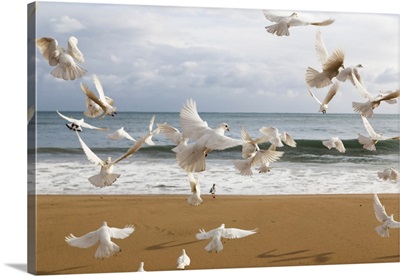 A Flock Of White Birds Takes Flight On A Beach At The Water's Edge, Benidorm, Spain