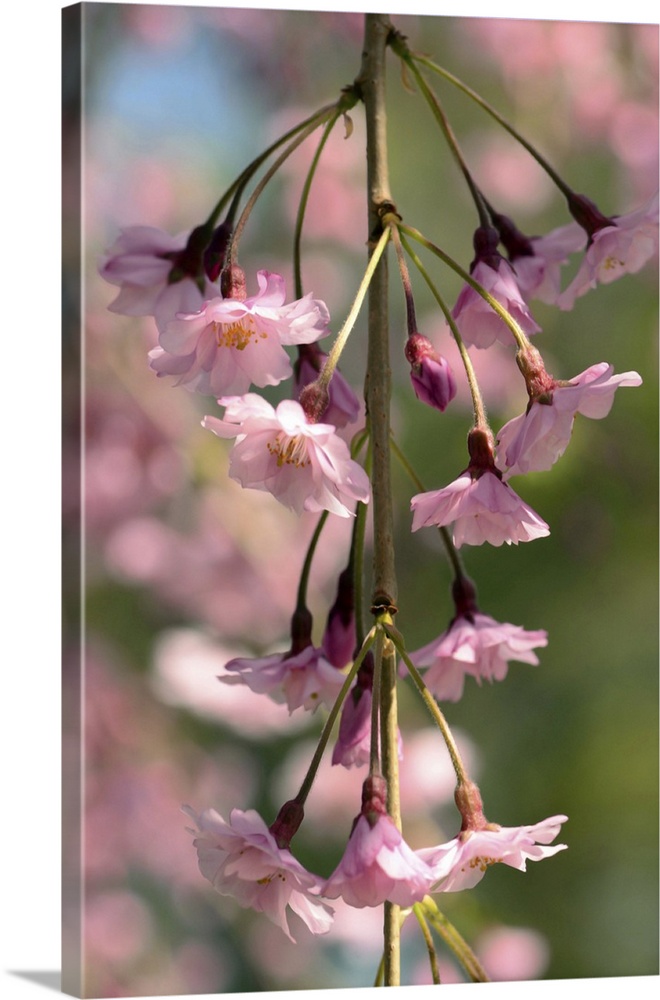 A flowering branch of a weeping higan cherry tree, Prunus subhirtella pendula. Cambridge, Massachusetts.
