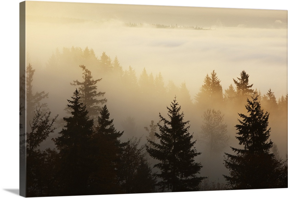 A Forest In The Valley With Fog At Sunrise, Happy Valley, Oregon