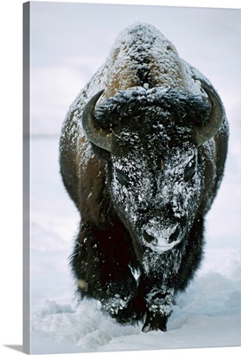 A frost-covered American bison bull (Bison bison) walks through the snow in Yellowstone National Park; United States of America