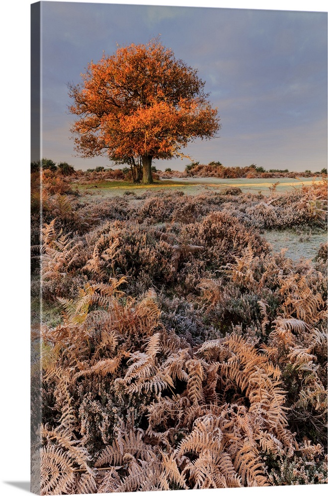 A frosty morning near Mogshade Hill in the New Forest.