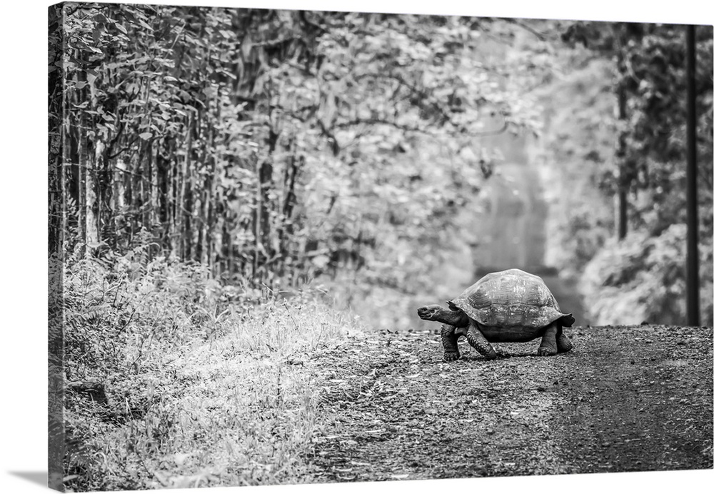 A Galapagos tortoise (Geochelone nigrita) lumbers slowly across a long, straight dirt road that stretches off to the horiz...