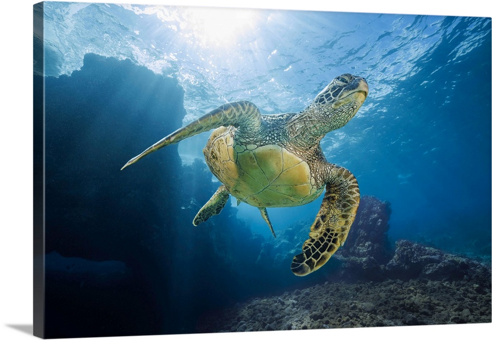 A green sea turtle (chelonia mydas), an endangered species, glides past an underwater lava ridge off Maui, Hawaii, united ...