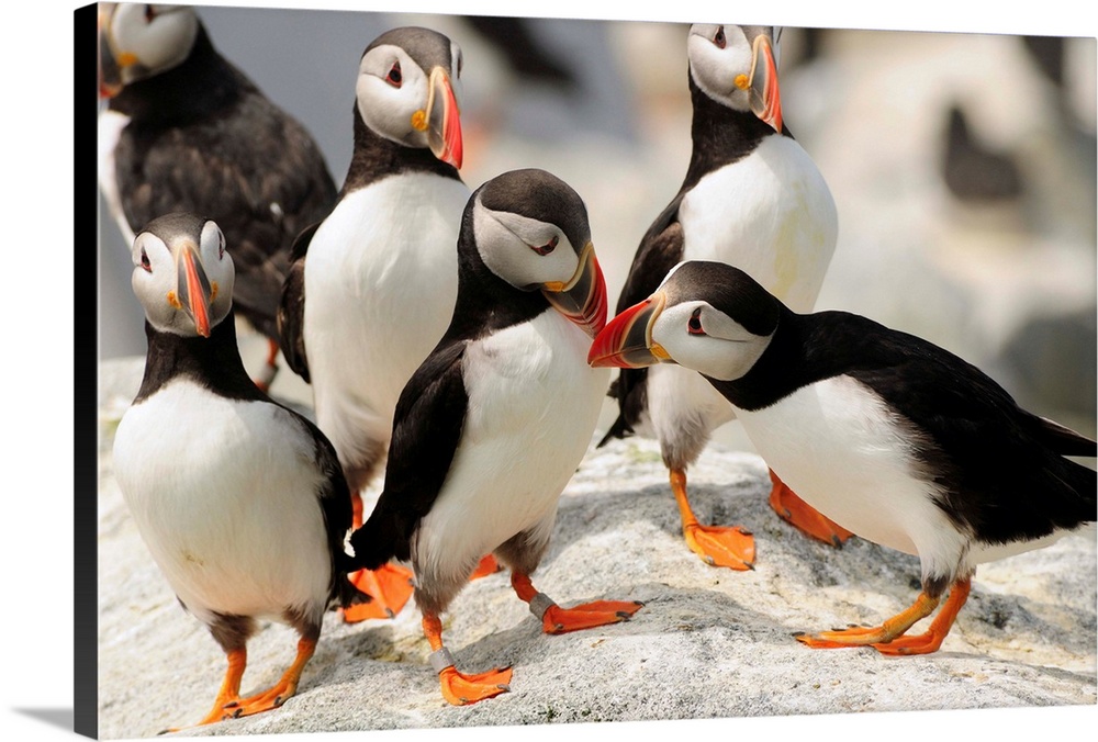 A group of Atlantic puffins on a rock outcropping.