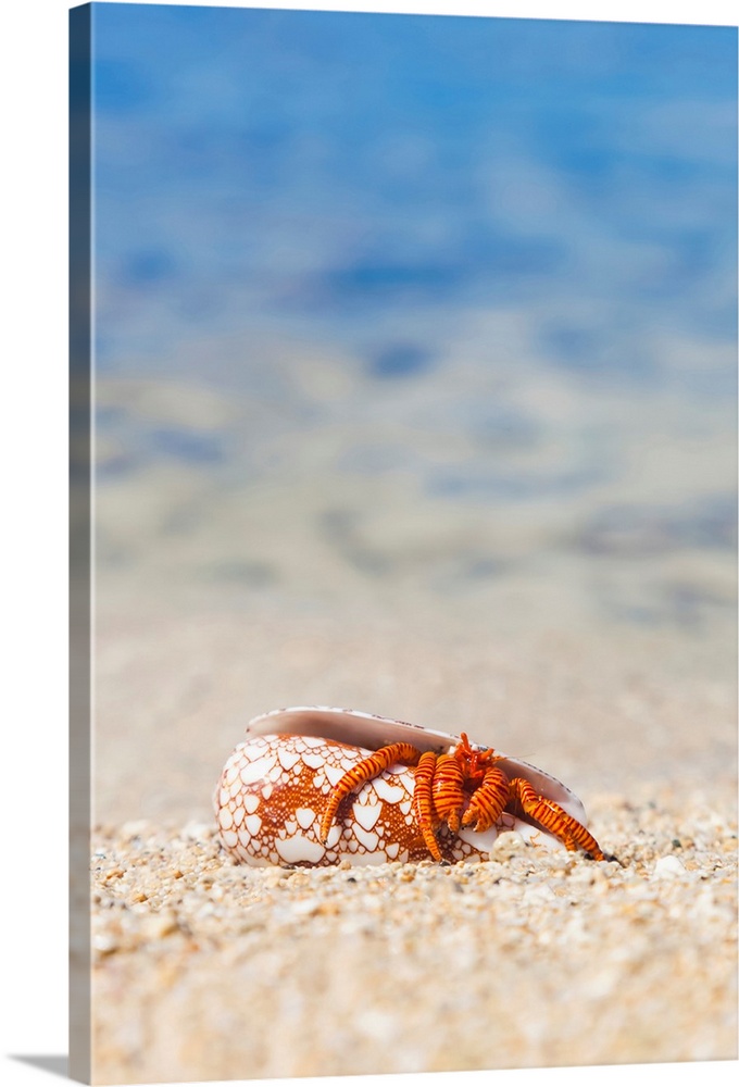 A Hawaiian sea creature, Halloween Hermit Crab (Ciliopagurus strigatus) on the sandy beach; Honolulu, Oahu, Hawaii, United...