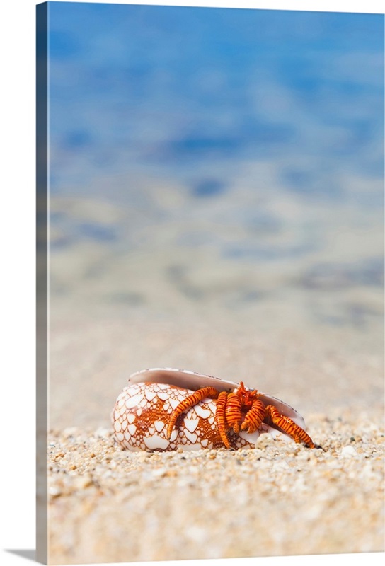 A Hawaiian sea creature, Halloween Hermit Crab on the sandy beach ...