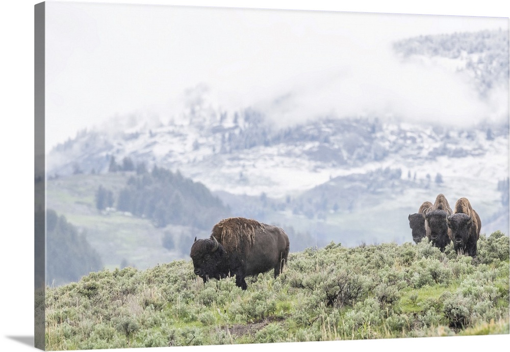 A herd of American Bison (Bison bison) grazes in a sagebrush meadow with hills and a snowy mountainside in the background ...