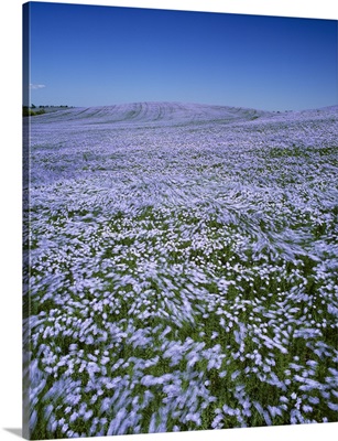 A hillside field of windblown blooming flax in the Tiger Hills