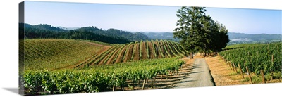 A hillside wine grape vineyard showing Spring foliage growth, Peter Michael Vineyards