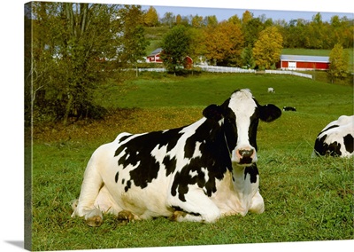 A Holstein dairy cow rests on a green pasture with dairy buildings in the background