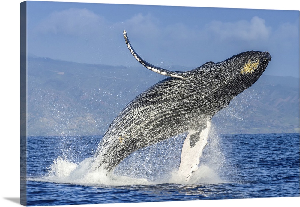 A humpback whale breaches far in the air above the Pacific.