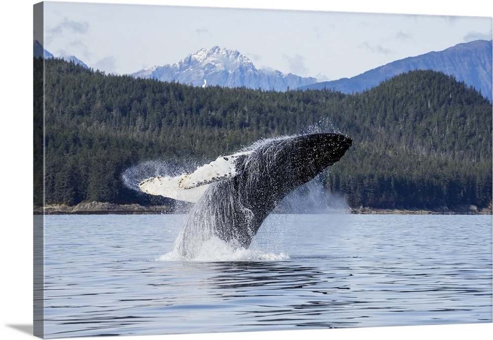 A Humpback Whale Breaches As It Leaps From The Calm Waters Of Stephens Passage Near Tracy Arm In Alaska's Inside Passage. ...