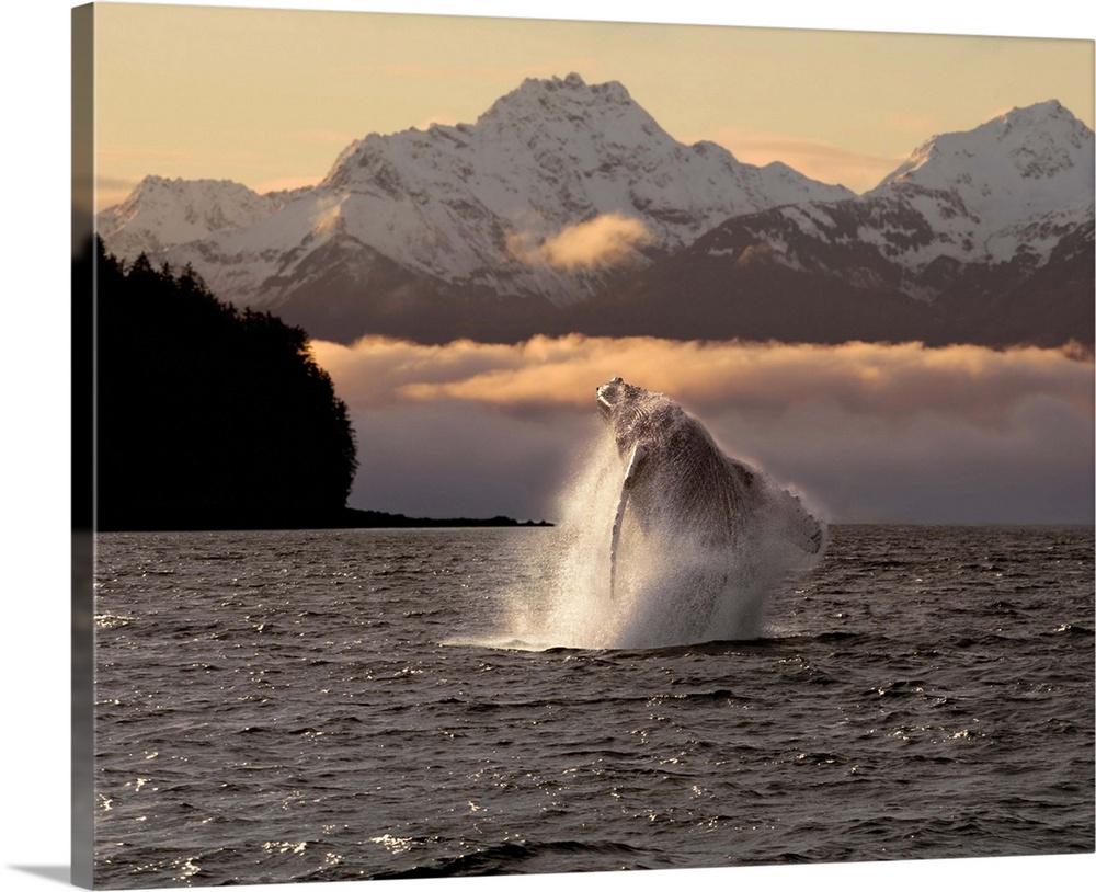 Composite:A Humpback Whale Breaches In Alaska's Inside Passage At Sunrise, Eagle Peak, Admiralty Island Beyond, Southeast,...