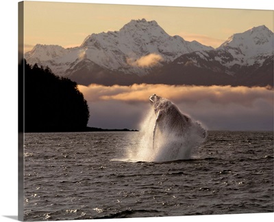 A Humpback Whale Breaches In Alaska's Inside Passage At Sunrise, Eagle Peak