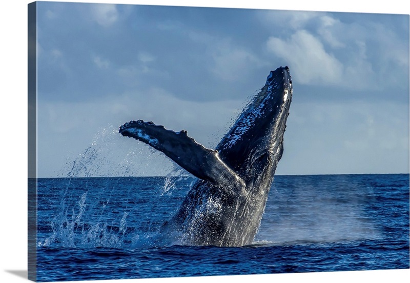 A Humpback Whale Breaches In The Pacific Ocean | Great Big Canvas