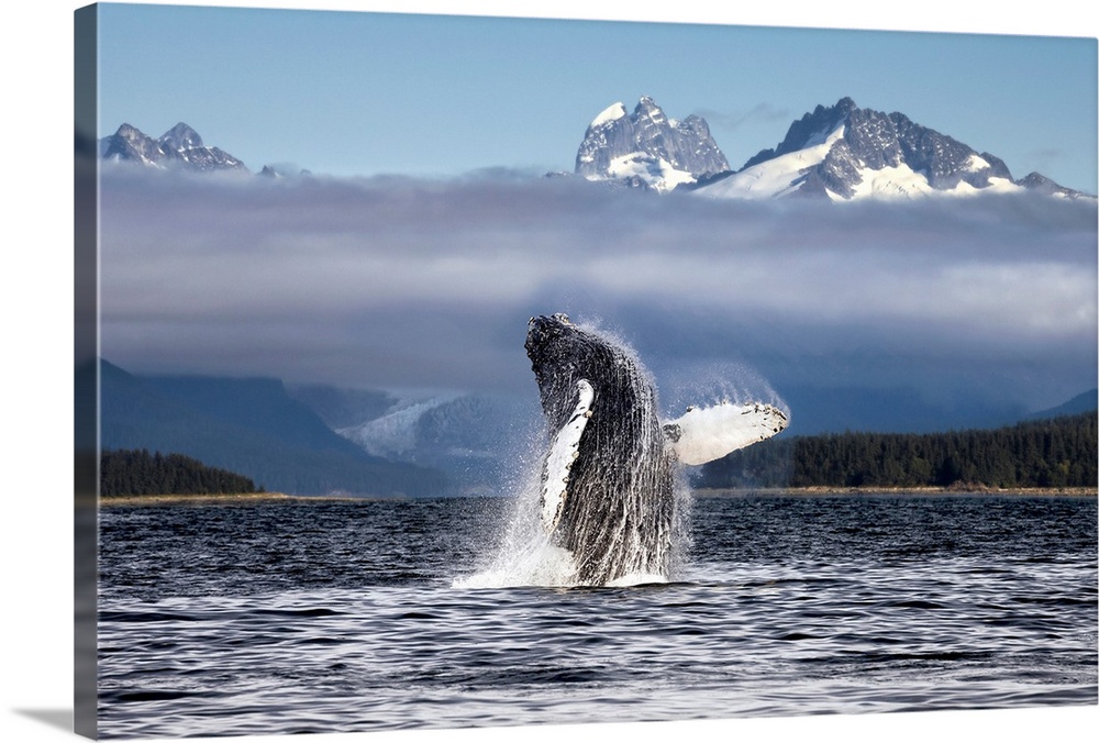 A humpback whale breaches, leaping from Lynn Canal in Alaska near Juneau. Herbert Glacier and snowcapped mountains of Coas...