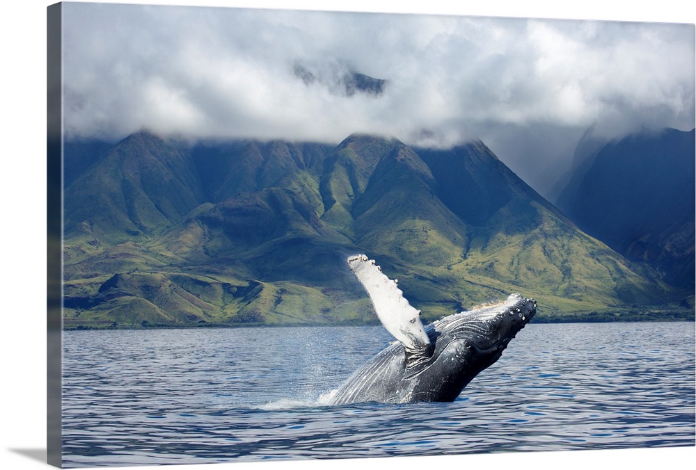 A humpback whale (Megaptera novaeangliae) breaches off the coast of West Maui. Maui, Hawaii, United States of America.