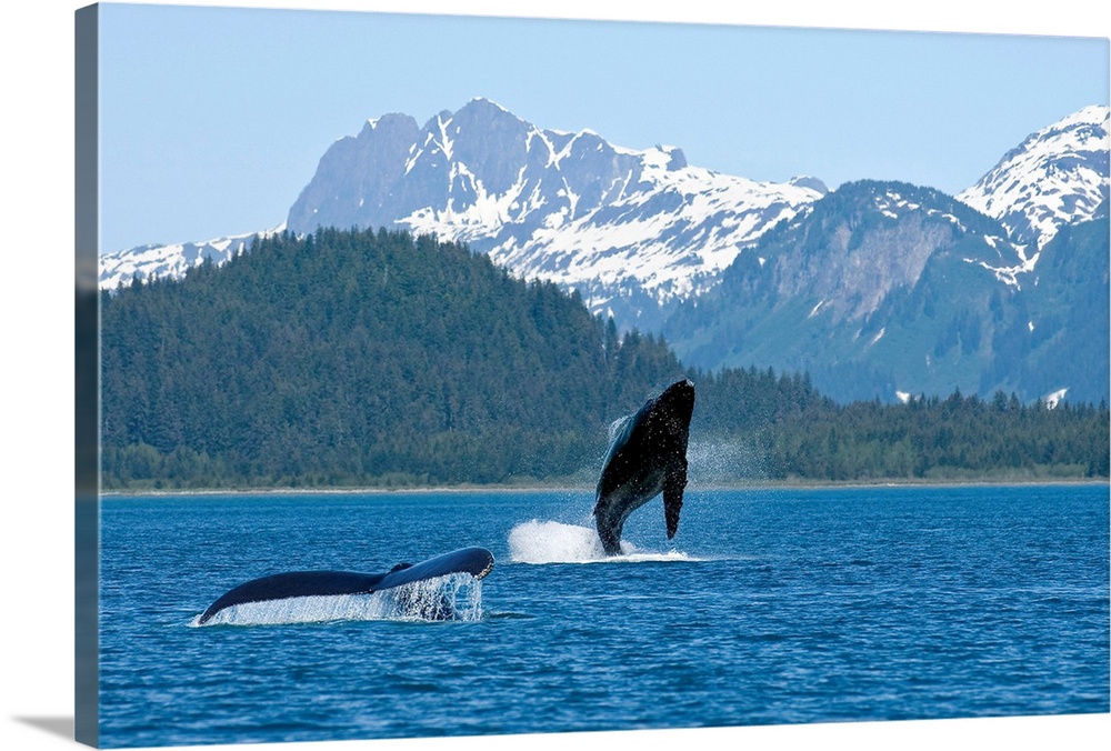 A young whale breaches Alaskan water as only its mothers tail fin is shown. Trees and snow covered mountains line the back...