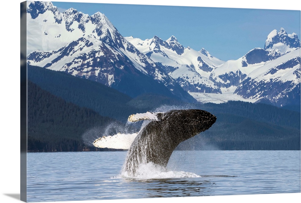 A humpback whale leaps (breaches) from the calm waters of Lynn Canal in Alaska near Juneau. Herbert Glacier and snowcapped...