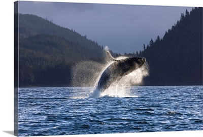 A Humpback Whale leaps from the waters of the Inside Passage near Juneau, Alaska