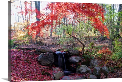 A Japanese maple tree with red leaves in the fall, next to a waterfall; New York.