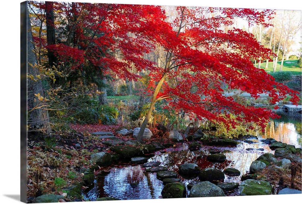 A Japanese maple with colorful, red foliage at a stream's edge.