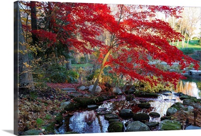 A Japanese maple with colorful, red foliage at a stream's edge.; New York.
