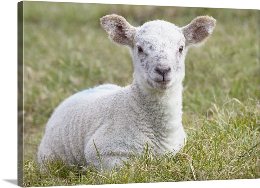 A Lamb, Northumberland, England