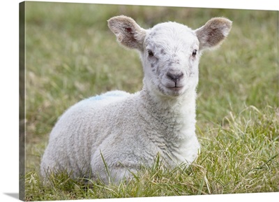 A Lamb, Northumberland, England