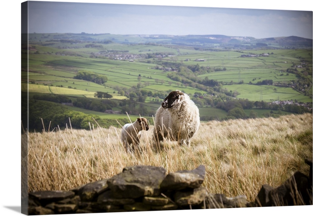 A lamb with mother on a hill top in the Peak District.