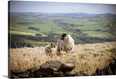 A Lamb With Mother On A Hill Top In The Peak District