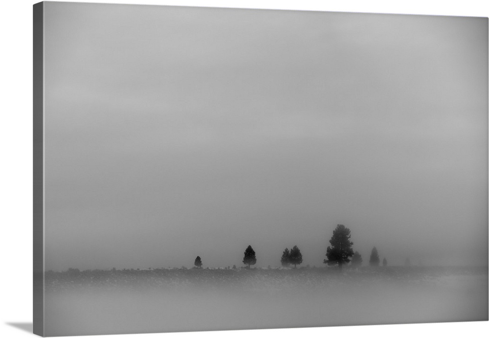 A landscape in fog scattered with a few trees and dense cloud in the sky; California, United States of America