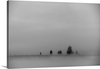 A landscape in fog scattered with a few trees and dense cloud in the sky; California