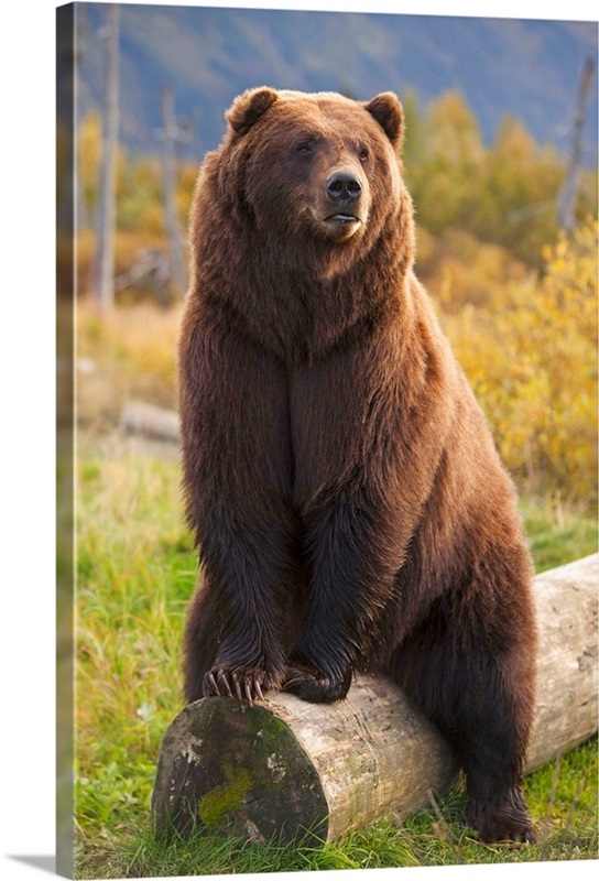 https://static.greatbigcanvas.com/images/singlecanvas_thick_none/alaska-stock/a-large-brown-bear-sits-on-a-log-at-the-alaska-wildlife-conservation-center,2105064.jpg?max=800